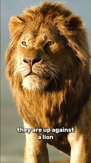 Lion vs Rottweiler Fight