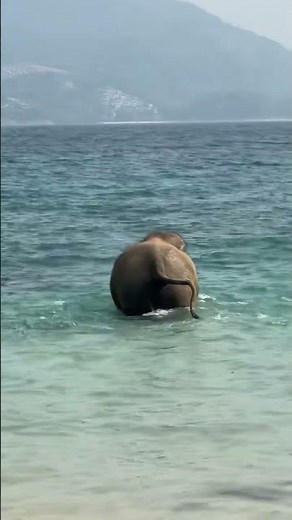 Elephant enjoys a swim in the sea in Phuket, Thailand