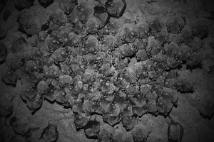 How to get rid of bats in walls [Top wall bat removal tips]