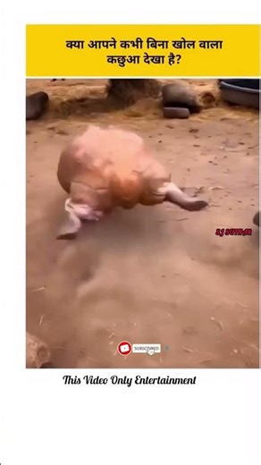 The Turtle Without a Shell #shorts