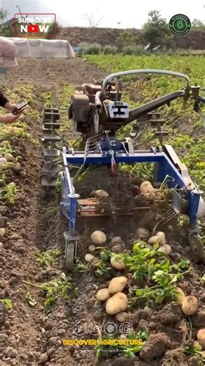 Potato Harvesting Machine
