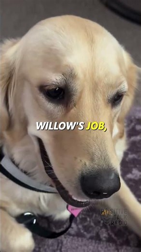 Service Dog vs Therapy Dog Explained 🐾