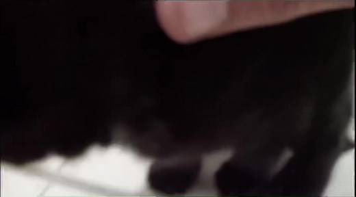 #fyp #fypシ #talkingkittycat #foryoupage #catsoftiktok #cattok #cats #cat #singingcat