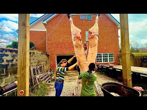 BEEF COLAB! BUTCHERING DAY!