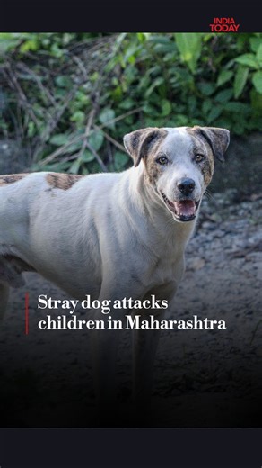 India Today on Instagram: "In a disturbing incident, stray dogs roaming the streets of Udgir city in Maharashtra’s Latur district have bitten and injured at least 22 people over the past three days. Most of the victims are children and women. CCTV footage of the attacks has now surfaced, showing a pack of stray dogs attacking two children on the road and biting them, triggering fear and concern among residents. #Maharashtra #Latur #DogAttack #ITReels"