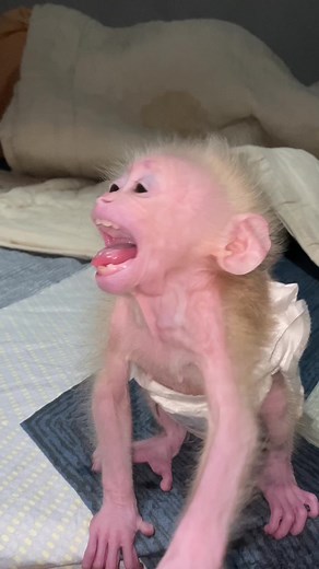 Angry Monkey Compilation | Funny Monkey Reactions