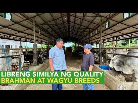 Demo Semen Collection ng mga Palahiang Baka for Distribution sa mga Farmers ng Libre!
