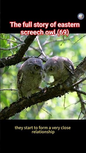 The full nesting story of the Eastern Screech Owl family (69) #owl #wildlife #nature