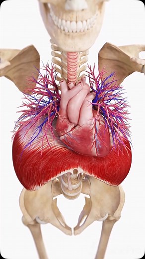 PhysioOsteoGram on Instagram: "The Heart & Diaphragm: A Synchronized Motion 💨🫀 With every heartbeat and breath, the diaphragm and heart work together to keep your body oxygenated and functioning efficiently. 🔹 How Are the Heart & Diaphragm Connected? The diaphragm moves downward when you inhale, creating space for the lungs and allowing blood to flow more efficiently back to the heart. With each exhale, the diaphragm rises, supporting circulation and stabilizing the chest cavity. The pericard