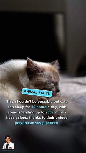 how much do cats sleep