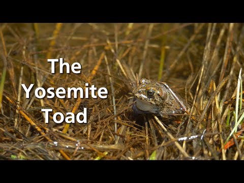 Yosemite Nature Notes 38: YosemiteToad