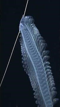 A graceful gossamer worm #designingthefuture3 #midwater