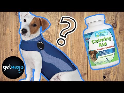 Top 5 Best Calming Products for Dogs