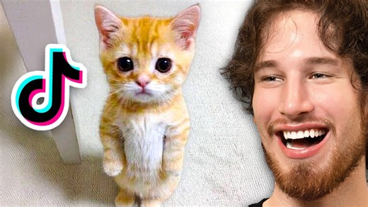 You won’t believe these cat reactions!
