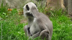 semnopithecus entellus monkey eats branches in natural conditions