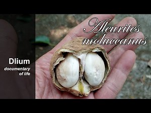 Candlenut (Aleurites moluccanus) - part 2