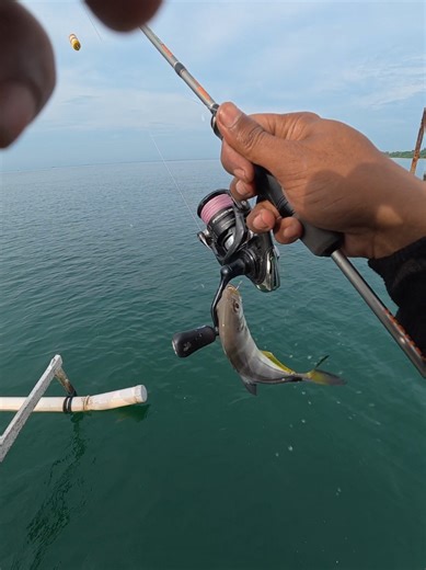 Mancing Ikan Predator dengan Sea and Kings Vamoz & Power 1000