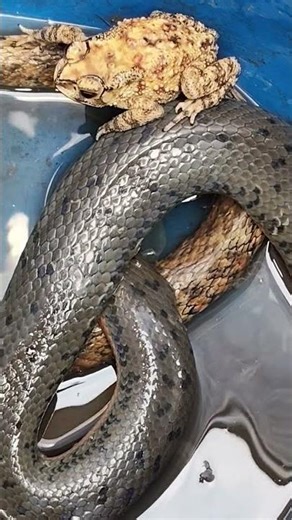 #snake Is it a snake or a juvenile python? #snake #python #nature #animal #discovery #wild #amazi...