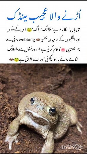 Meet the Flying Frog🐸 Wildlife nature effect #frog #naturefacts #wildlife #nature #shorts