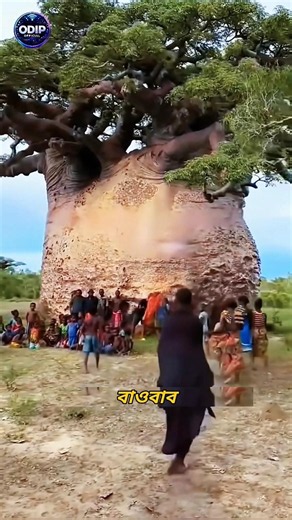 Why Africa's Baobab Tree Is Called the Tree of Life! 🌳