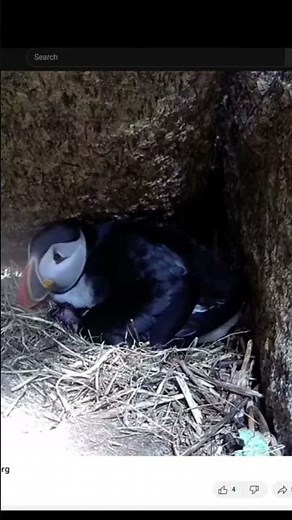 Puffin Watch: A puffling is born!