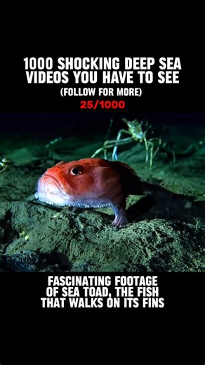 Deep Sea Footage on Instagram: "The sea toad, also known as the Coffinfish or Chaunax, is a strange deep-sea anglerfish that lives on the ocean floor, often more than 2,000 meters (6,500 feet) below the surface. With its squat, toad-like body and rough, bumpy skin, it uses a small lure on its head to attract unsuspecting prey. Unlike most fish, it can inflate its body like a balloon when threatened, making it harder for predators to swallow. Moving slowly along the seafloor on its stubby fins, t