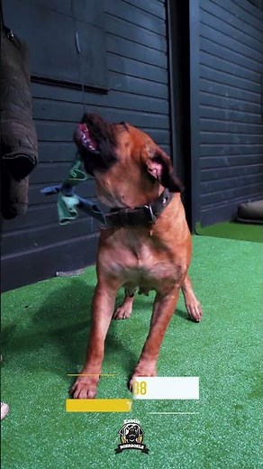 Building Champions, One Training Session at a Time #boerboels #protectiondogs #dogtraining
