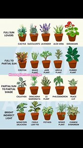 42K views · 187 reactions | Sun Requirement for Your House Plants 華 House Plants Care & Tips | House Plants Care & Tips | Facebook