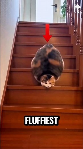 Fluffiest Cat Breeds Ever 😻 (Cloud-Like Cats!)