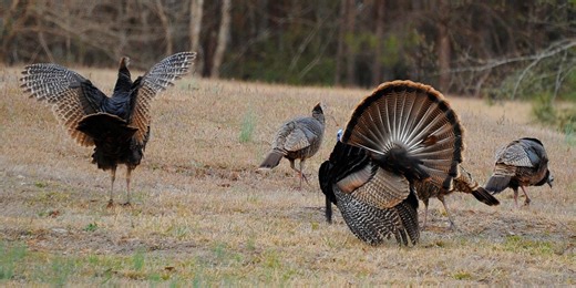 Pennsylvania turkey population down ahead of 2025 fall season opening this weekend