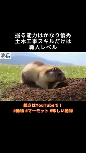 マーモットshort №6【穴掘り名人マーモット】