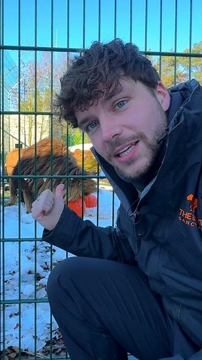 Here’s an update on Rori, the lion we rescued from Ukraine! 🦁