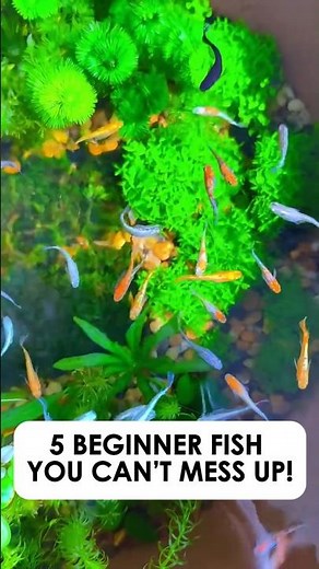 5 Beginner Fish That Are Almost Impossible to Fail