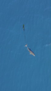 A heartwarming success story from the South Coast! 🐬 Last week, we spearheaded a complex and critical rescue operation to save a young bottlenose dolphin calf near Batemans Bay. The calf had been spotted in mid-June, severely entangled in braided fishing line, restricting its ability to swim. In collaboration with Sea World Foundation, ORRCA and Marine Rescue NSW , we meticulously planned and executed the rescue. It was no easy feat – the dolphin's mother was very protective, and the team worke