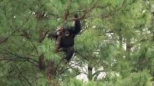 Watch as retired lab chimps see the sky for the very first time