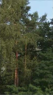 RealFlight Evolution E-Flite Beechcraft RC-45J en Forêt 4k60 fps