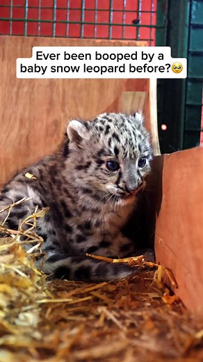 Amazing Facts About Baby Snow Leopards