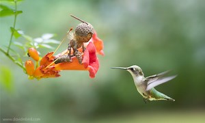David M. Bird breaths life into his Becorns