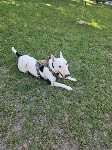 Bull Terrier Humor: Sister Kicks Me Out of Her Room
