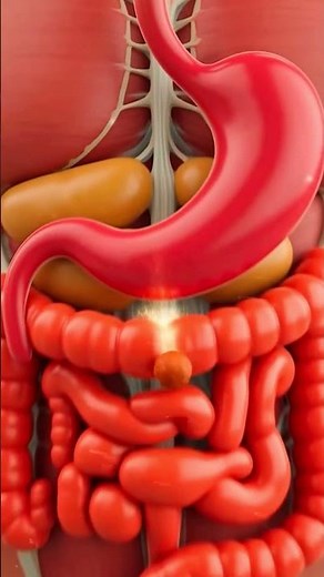 How the Digestive System Works | 3D Human Anatomy Animation.