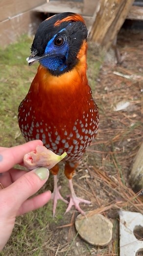 Temmi being a diva 🤣💙🧡 I think he was in the mood for blueberries today, not fresh picked ultralocal-grown figs! 🫠 #temminckstragopan #pheasantsofinstagram #TragopanTemminckii #TemmiTheTragopan #hotoffthenest | Hot Off The Nest