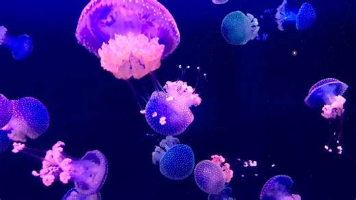 Jellyfish: Underwater shots of transparent bodies and flowing tentacles