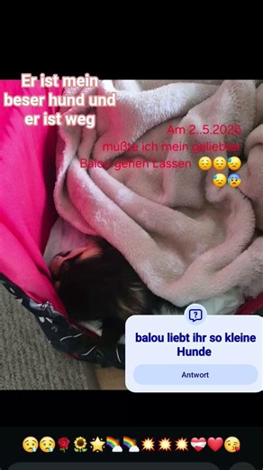 Balu ich habe dich so geliebt aber jetzt bist du weg 11 jahre warst du 😭😭😭😭😭😭😭😭😭😭😭❤️