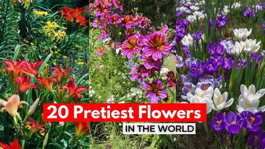 Create beautiful garden designs using 20 gorgeous flowers