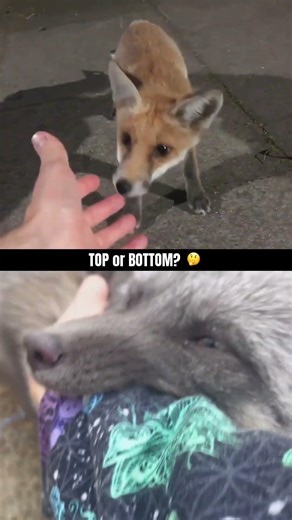 Wild Fox Sounds Compilation 🦊🔊