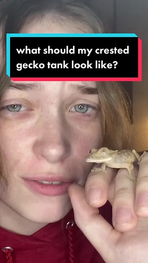 Top 10 Crested Gecko Tank Ideas