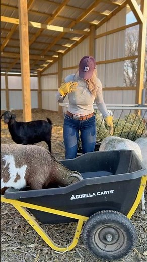 Sunrise views and chores to do 🐐