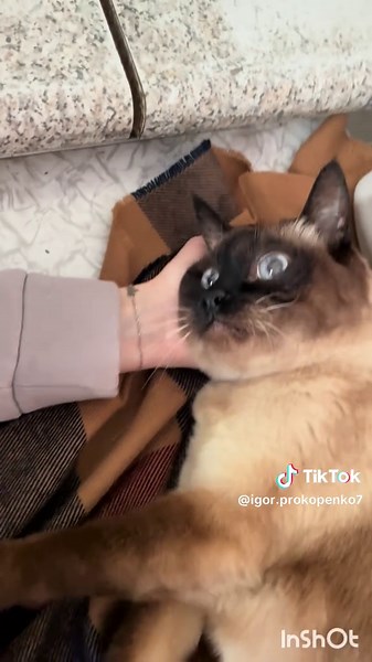 Лечение инсульта у сиамских кошек