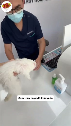 Sick ferret #entertainment #pets #fun