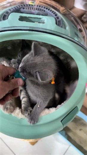 Zoomarket | Sotildi | Instagram